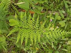 Pityrogramma calomelanos