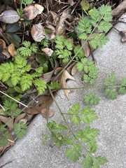 Chaerophyllum procumbens