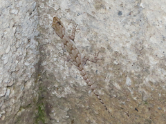 Mediodactylus kotschyi