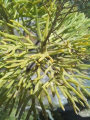 Hymenolepis