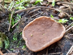 Gyromitra perlata