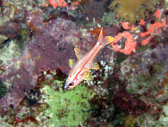 Ostorhinchus dispar