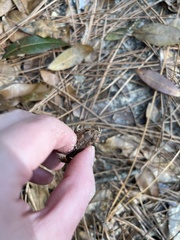 Anaxyrus terrestris