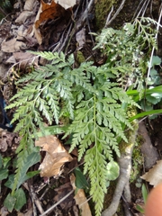 Asplenium onopteris