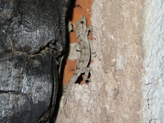 Mediodactylus kotschyi