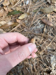 Anaxyrus terrestris