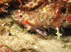 Ostorhinchus parvulus