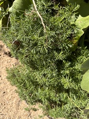 Geranium incanum