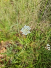Hypochaeris albiflora