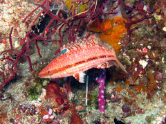 Oxycheilinus arenatus