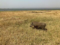 Phacochoerus africanus