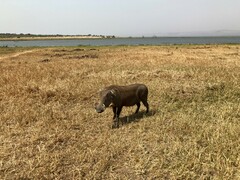 Phacochoerus africanus