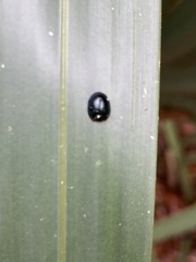 Hemisphaerota cyanea