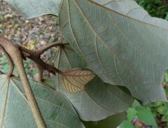 Mallotus tetracoccus