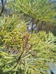 Hymenolepis