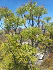 Hymenolepis