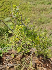 Afrocanthium mundianum