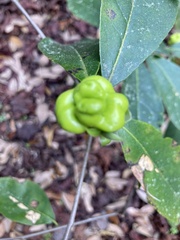 Exobasidium symploci