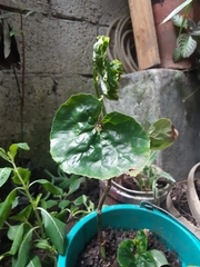 Polyscias scutellaria