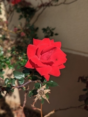Rosa