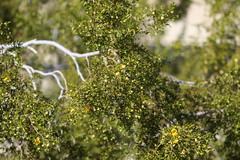 Larrea tridentata