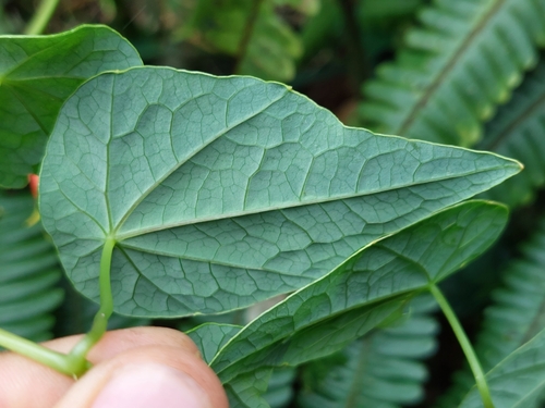 Tropaeolum deckerianum (Tropaeolum deckerianum)