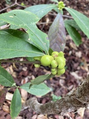 Exobasidium symploci