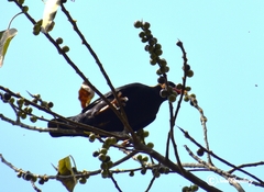 Gracula religiosa