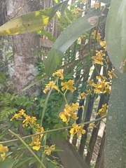 Oncidium sphacelatum