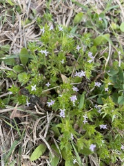 Sherardia arvensis