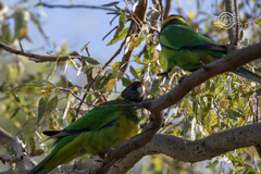 Barnardius zonarius zonarius