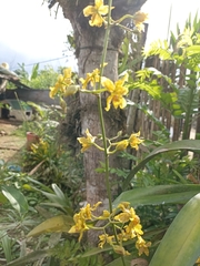 Oncidium sphacelatum