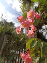 Begonia semperflorens-cultorum