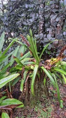 Aechmea mertensii