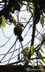 Psilopogon lineatus