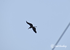 Leptoptilos javanicus