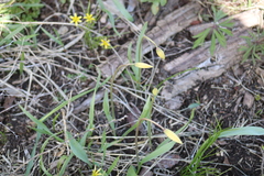 Tulipa sylvestris biebersteiniana