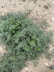 Ambrosia confertiflora