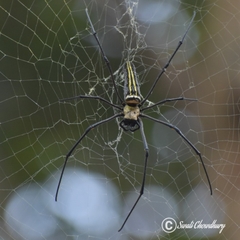 Nephila pilipes