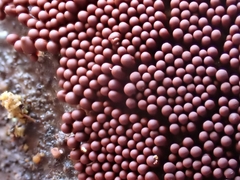 Hemitrichia decipiens