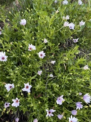 Dimorphotheca