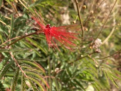 Calliandra hirsuta