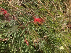 Calliandra hirsuta
