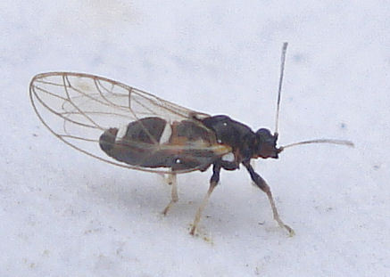 Trioza galii
