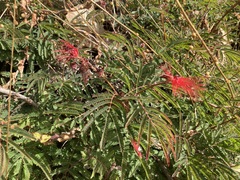 Calliandra hirsuta