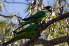 Barnardius zonarius zonarius