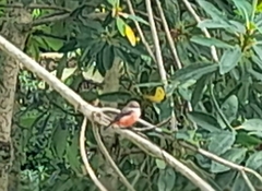 Pyrocephalus rubinus