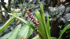 Aechmea mertensii