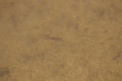 Cyprinodon macularius