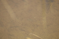 Cyprinodon macularius